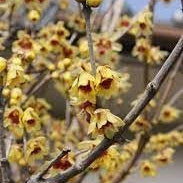 Flower Seeds, Seeds,Seeds For Planting,Plant Seeds