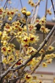Flower Seeds, Seeds,Seeds For Planting,Plant Seeds