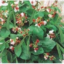 Flower Seeds, Seeds,Seeds For Planting,Plant Seeds