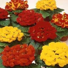 Flower Seeds, Seeds,Seeds For Planting,Plant Seeds