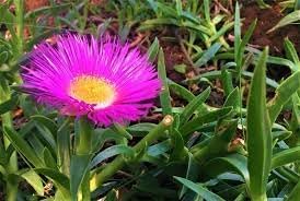 Carpobrotus Flower Seeds – Hardy Succulent Ground Cover for Planting
