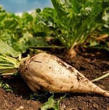 Fruit Seeds,Garden seeds, Seeds For Planting,Plant Seeds