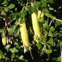 Flower Seeds, Seeds,Seeds For Planting,Plant Seeds