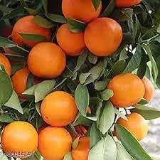 Fruit Seeds,Garden seeds, Seeds For Planting,Plant Seeds