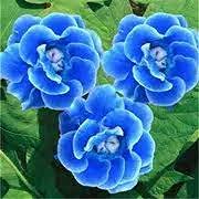 Blue Gloxinia Flower Seeds for Planting | Heirloom, Non-GMO, High Germination Organic Garden Seeds