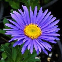 Flower Seeds, Seeds,Seeds For Planting,Plant Seeds