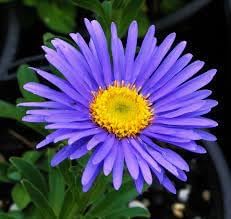 Flower Seeds, Seeds,Seeds For Planting,Plant Seeds