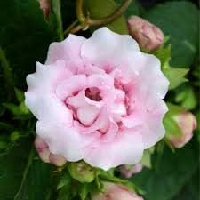 Light Pink Gloxinia Seeds for Planting – Low Maintenance, Heirloom, Non-GMO Organic Garden Seeds