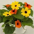 Yellow Thunbergia Flower Seeds for Planting - Heirloom, Non-GMO, High Germination Organic Garden Seeds