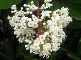 Flower Seeds, Seeds,Seeds For Planting,Plant Seeds