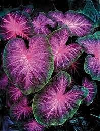 Flower Seeds, Seeds,Seeds For Planting,Plant Seeds