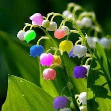 Flower Seeds, Seeds,Seeds For Planting,Plant Seeds
