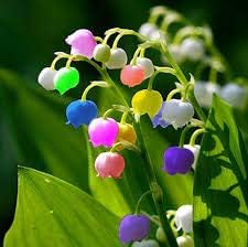 Flower Seeds, Seeds,Seeds For Planting,Plant Seeds