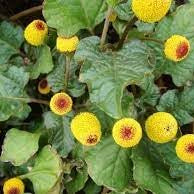 Flower Seeds, Seeds,Seeds For Planting,Plant Seeds