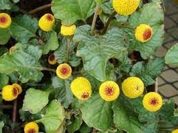 Flower Seeds, Seeds,Seeds For Planting,Plant Seeds