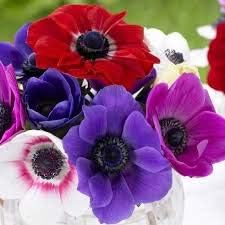 Flower Seeds, Seeds,Seeds For Planting,Plant Seeds