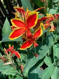 Flower Seeds, Seeds,Seeds For Planting,Plant Seeds