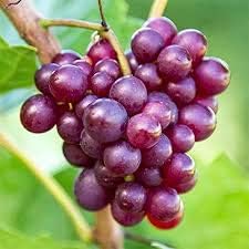 Fruit Seeds,Garden seeds, Seeds For Planting,Plant Seeds