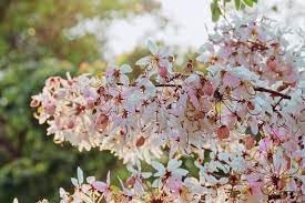 Flower Seeds, Seeds,Seeds For Planting,Plant Seeds