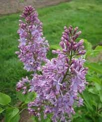Flower Seeds, Seeds,Seeds For Planting,Plant Seeds