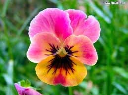 Flower Seeds, Seeds,Seeds For Planting,Plant Seeds