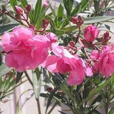 Flower Seeds, Seeds,Seeds For Planting,Plant Seeds