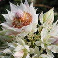 Serruria Flower Seeds for Planting – Heirloom, Non-GMO, High Germination Cut-Flower Favorite