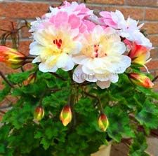 Flower Seeds, Seeds,Seeds For Planting,Plant Seeds