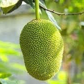 Fruit Seeds,Garden seeds, Seeds For Planting,Plant Seeds