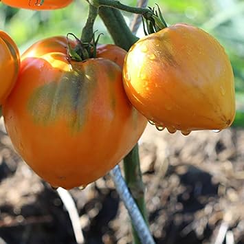 Vegetable Seeds,Garden seeds, Seeds For Planting,Plant Seeds