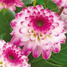 Flower Seeds, Seeds,Seeds For Planting,Plant Seeds