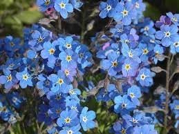 Flower Seeds, Seeds,Seeds For Planting,Plant Seeds