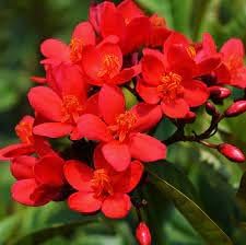 Flower Seeds, Seeds,Seeds For Planting,Plant Seeds