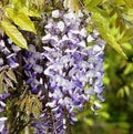 Wisteria Flower Seeds for Planting – Heirloom, Non-GMO, Drought-Tolerant Organic Garden Seeds