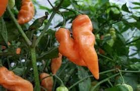 Vegetable Seeds,Garden seeds, Seeds For Planting,Plant Seeds