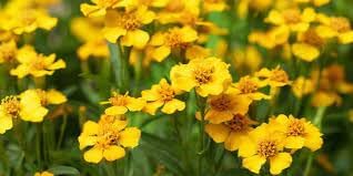 Flower Seeds, Seeds,Seeds For Planting,Plant Seeds