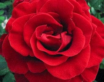 Flower Seeds, Seeds,Seeds For Planting,Plant Seeds