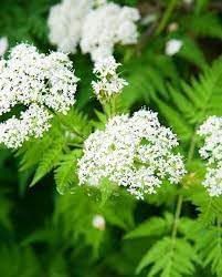 Flower Seeds, Seeds,Seeds For Planting,Plant Seeds