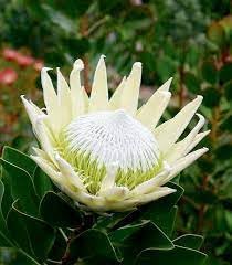 Flower Seeds, Seeds,Seeds For Planting,Plant Seeds