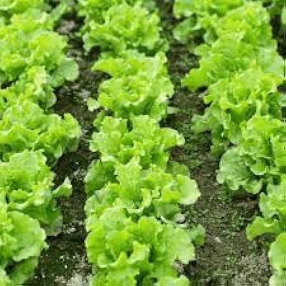Red-Green Lettuce Seeds for Planting – Heirloom & Non-GMO Seeds for Fresh Garden Harvests
