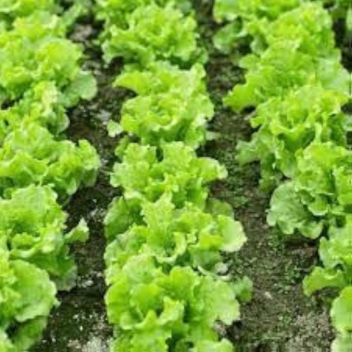 Red-Green Lettuce Seeds for Planting – Heirloom & Non-GMO Seeds for Fresh Garden Harvests
