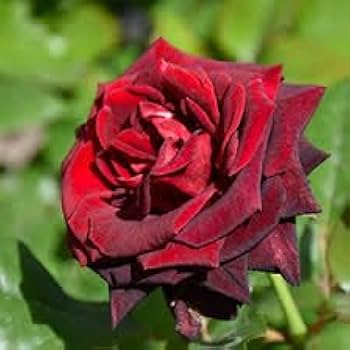 Dark Red Rare Rose Flower Seeds for Planting – Premium Heirloom Non-GMO High Germination Garden Seeds