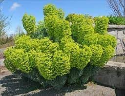 Flower Seeds, Seeds,Seeds For Planting,Plant Seeds