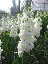 Flower Seeds, Seeds,Seeds For Planting,Plant Seeds