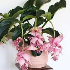 Flower Seeds, Seeds,Seeds For Planting,Plant Seeds