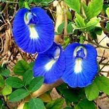 Flower Seeds, Seeds,Seeds For Planting,Plant Seeds