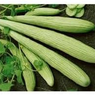 Vegetable Seeds,Garden seeds, Seeds For Planting,Plant Seeds