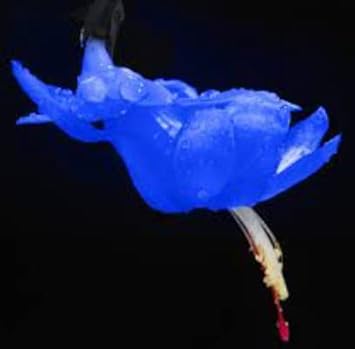 Blue Zygocactus Flower Seeds for Planting – Heirloom, Non-GMO, Organic Garden Seeds, High Germination