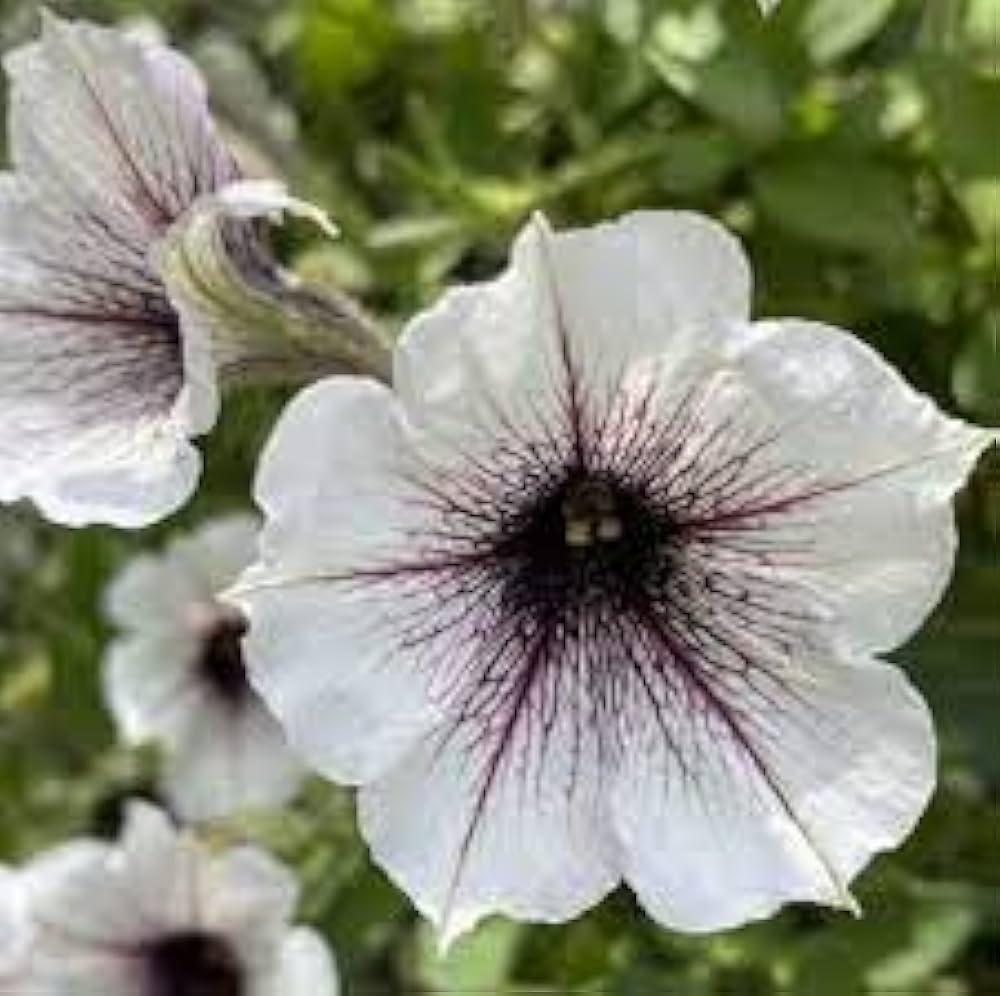 White & Black Petunia Flower Seeds – Heirloom, Non-GMO, High Germination Organic Seeds for Planting