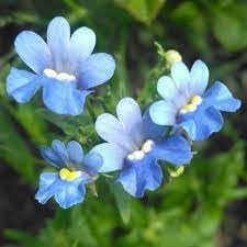 Fairy Mirror Blue Gem Flower Seeds for Planting – Heirloom, Non-GMO, High Germination Organic Garden Seeds